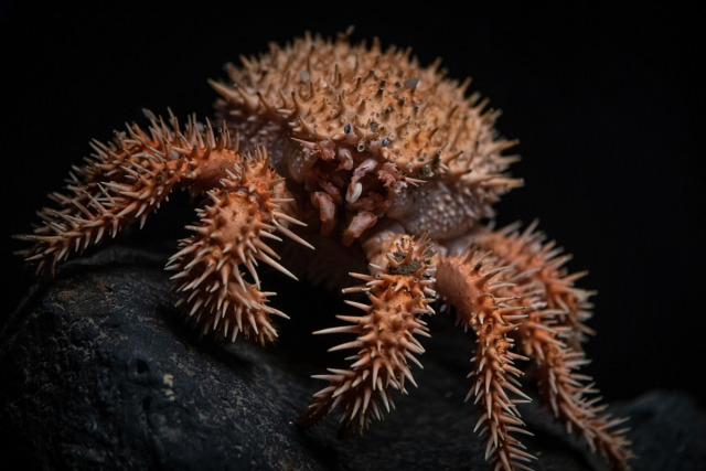 An orange and spikey porcupine crab on a black background