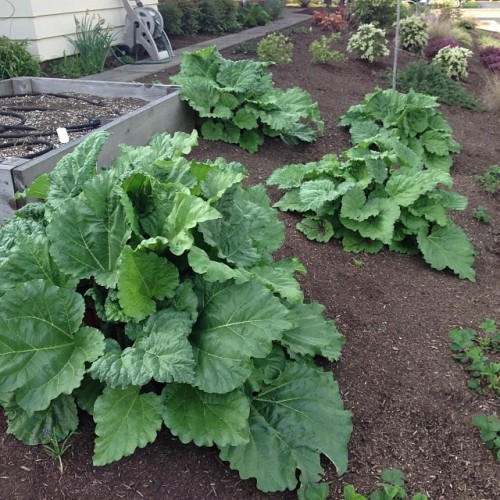 We could just close up shop and farm rhubarb… #worstcasescenario (at home, portland )