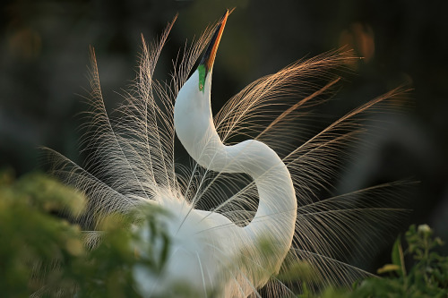 Great Egret (Ardea alba)>>by Alomar