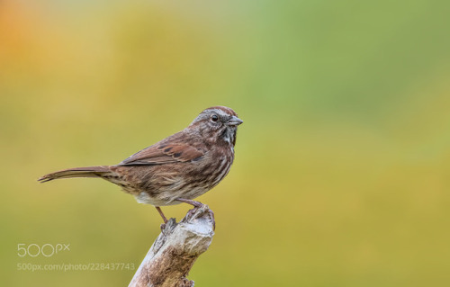 Song Sparrow