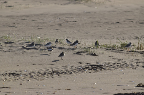 Tentsmuir Beach, FifeI love walking barefoot on soft sand and this beach has definitely filled my cu