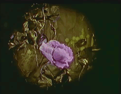 roserosette:Voice of the Nightingale, 1923, Wladyslaw Starewicz