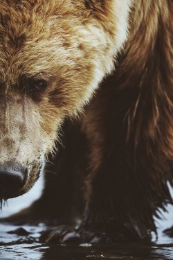 wolverxne:  Grizzly Close up | by: { Brice