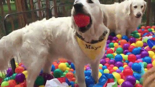 otakuguy: sizvideos: Golden retrievers get a surprise ball-pit party - Full video @prince-of-wind