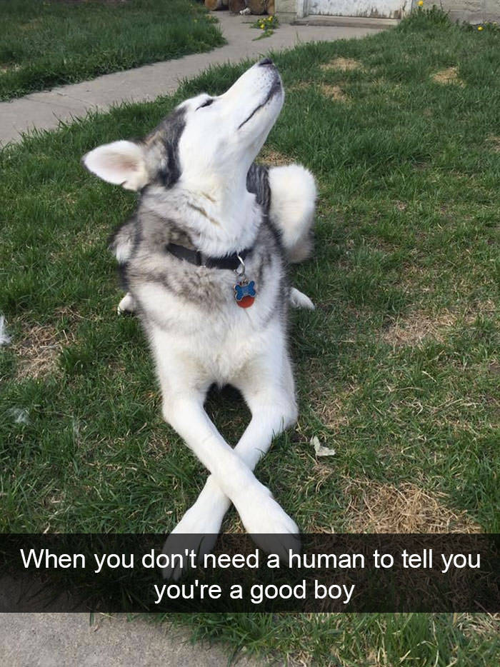 animalsnaps:more animal snaps