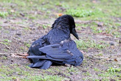 Special Feather Care.