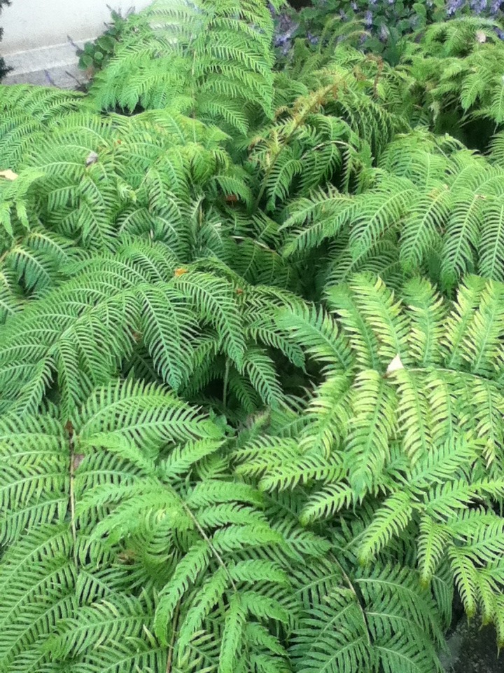 astrojpg:  ferns at the huntington botanical garden