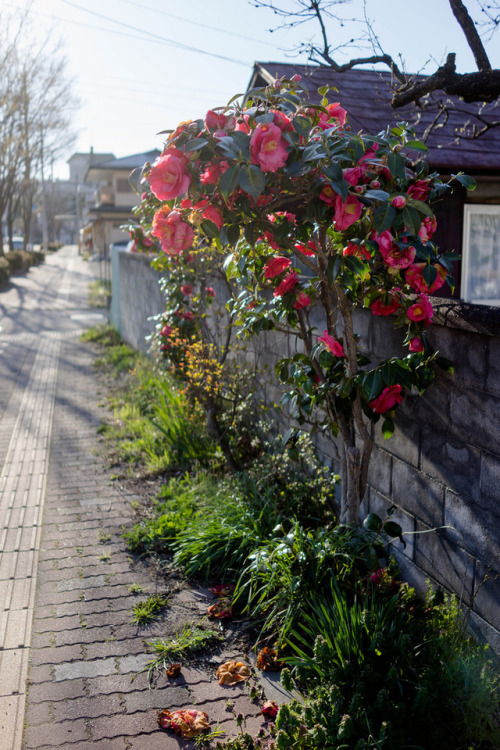 Kamisuwa by ubic from tokyo 長野県　上諏訪Kamisuwa, Nagano PrefectureSONY RX1 http://flic.kr/p/SRNkpu