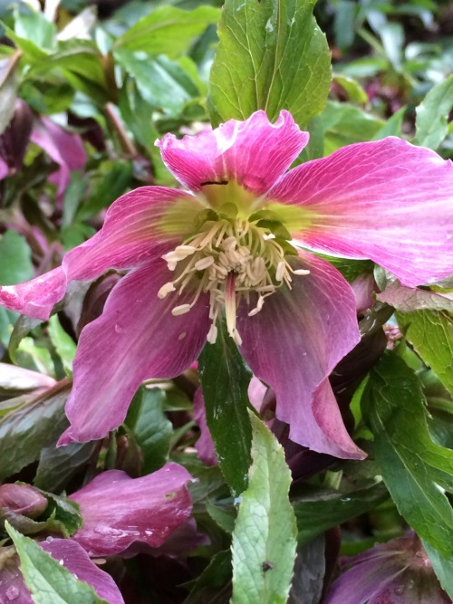 jillraggett:  Plant of the DayMonday 16 February 2015 The shady corner, beneath a deciduous shrub or