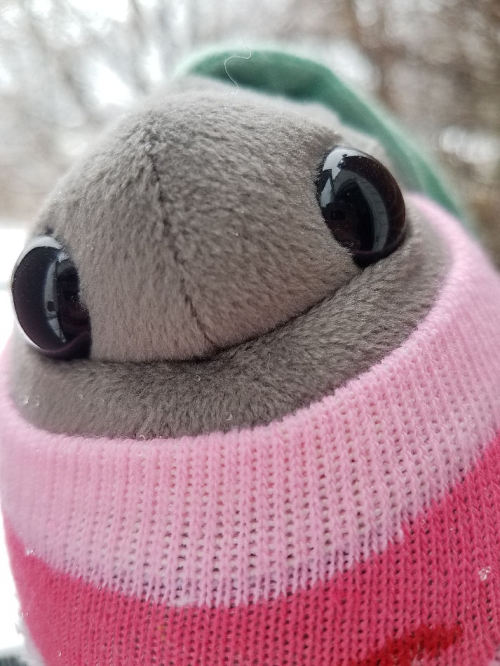 rootedincuteness:Ashleaf braved the cold for a little bit today to catch some snowflakes on her leaf