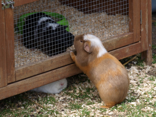 Kissing Guinea Pigs (and a little peeping piggy below)  by The original SimonB