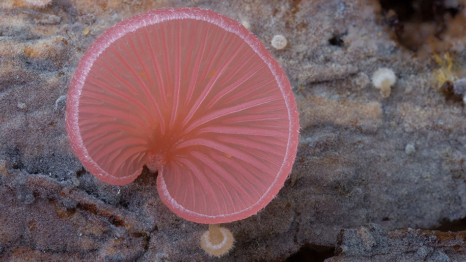 coolthingoftheday:  You guys seem to love my posts about mushrooms and fungus, so