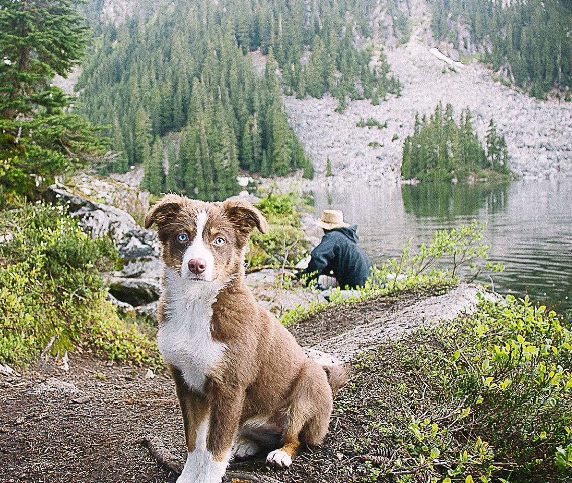 awwww-cute:  Buddy’s Pup on a Backpacking Trip