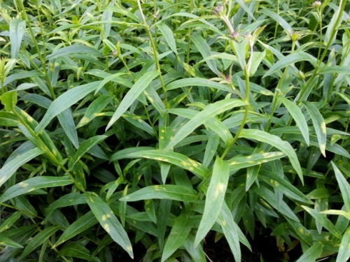 An Oomycete called Pustula obtusata (fungus-like eukaryotic organism) causing chlorosis on Inula sal