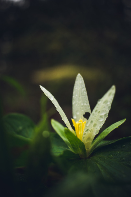 Damp Walks // Eugene, Oregon 2018IG: instagram.com/stephenparkhumWeb: thewilderness-st