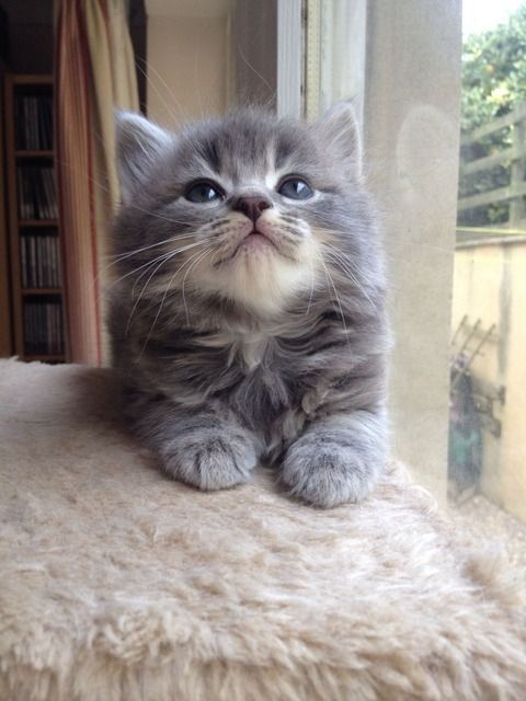 I love kitties