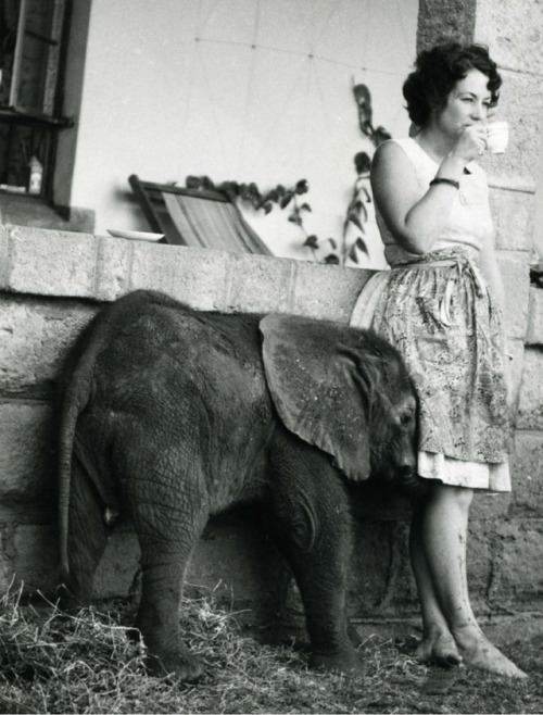 hauntedbystorytelling: Kenyan-British author Daphne  Sheldrick  (Dame Daphne Marjorie Sheldrick) with baby elephant (probably 1960’s) Daphne  Sheldrick  is a conservationist and expert in animal husbandry, particularly the raising and reintegrating