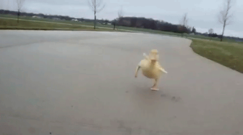 i love this duck