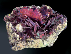 ggeology:    Covellite crystals in cluster