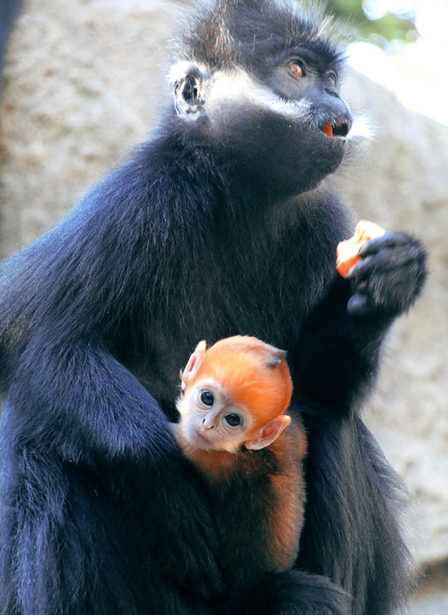 jadedownthedrain:Baby Francois Langur monkey and her mother, at Sydney’s Taronga Zoo.