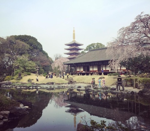 ⛳️1166. 浅草寺 伝法院庭園 Senso-ji Temple Denpoin Garden, Taito-ku, Tokyo 東京を代表する観光名所の中にある通常非公開の国名勝庭園。#枝垂れ桜 