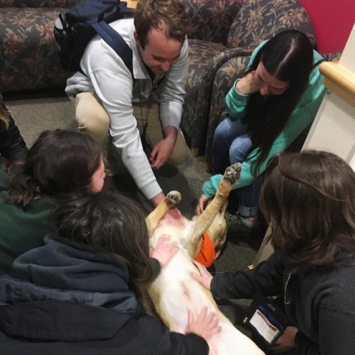 When animal trainers get a chance tour a guide dog school and get to meet adorable puppers, the enti