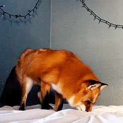 dailygiffing:  Video: Fox Thinks Bed Sheet is Snow 