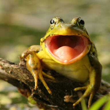 AmRev Historic Figures as frogs/toads