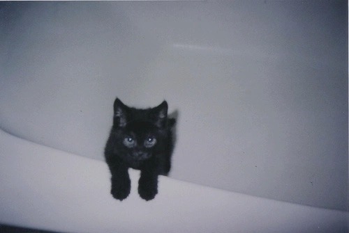loredanmikaelson:  // dark pale // 