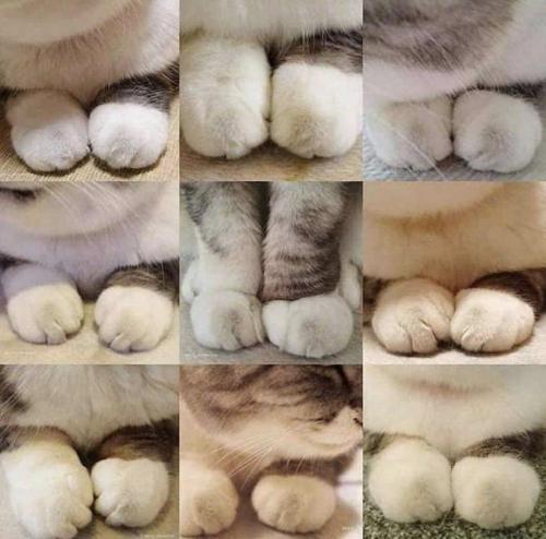 Everythingfox:a Collection Of Feets