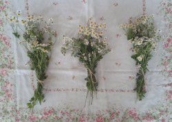 woods-baby:  drying chamomile from my garden