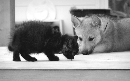 cat-parlour:Shiva and his childhood friend Raksha ♡