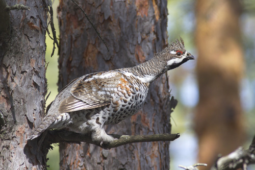 Hazel Grouse (Tetrastes bonasia) &gt;&gt;by Tatiana Bulyonkova