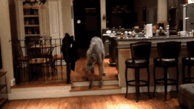 calicherusalka:  togifs:  Video: Irish Wolfhound Overcomes His Fear of Two Short