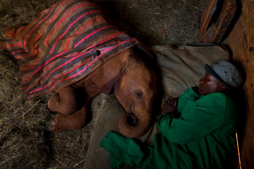 nubbsgalore:since becoming the the first person to hand rear newborn elephants, daphne sheldrick, fe