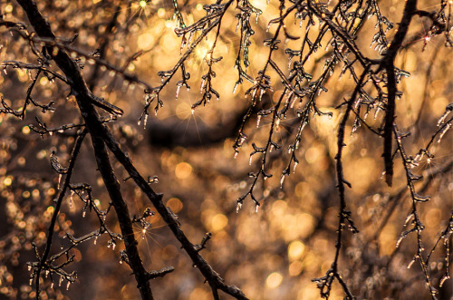 nubbsgalore: a toronto ice storm. photos by (click pic) jd photos, saint peter, stevofoxy.