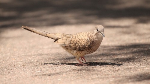 Inca Dove,  Columbina incaPhoenix, CA9/7/15