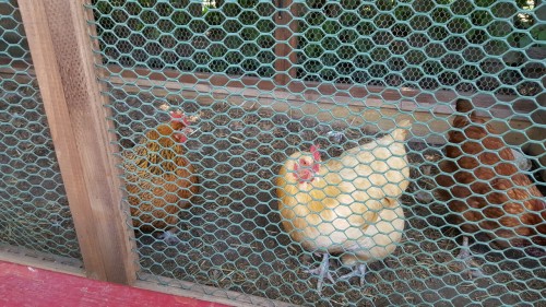 Here&rsquo;s some unflattering picture of a couple hens I saw yesterday.