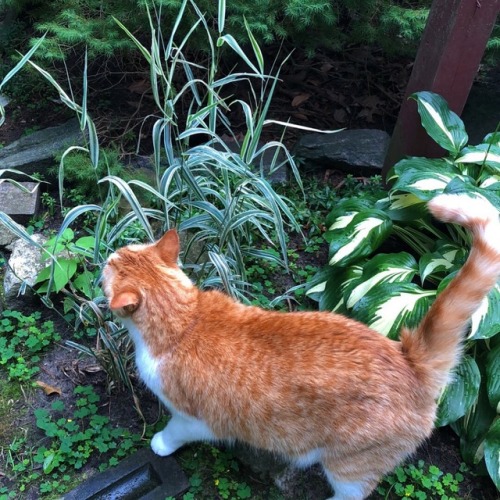 lavenderwaterwitch:My little ginger bean Instagram – hillaryelis
