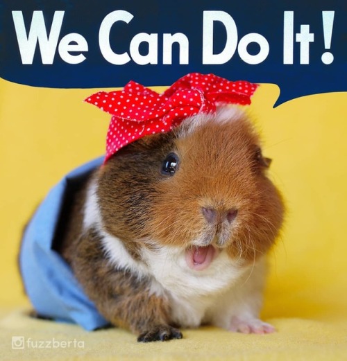 fuzzberta:WE CAN DO IT!! Help us help the survivors of the Paradise #CampFire!I’ve reactivated our 