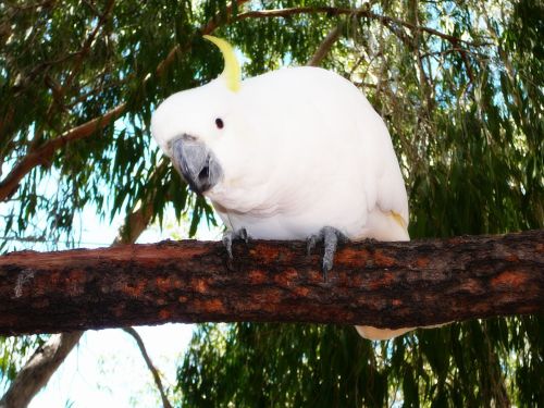 White Cockatoo in Townsville, Queensland. Photographer: Melanie Wood