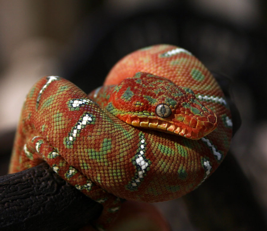 Emerald Tree Boa
Corallus caninus
Source:  Here