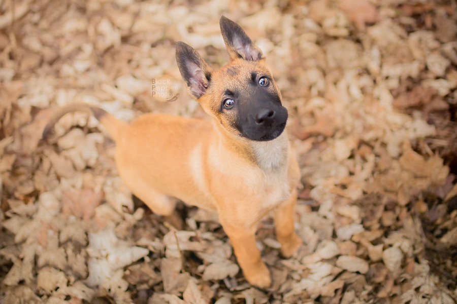blackpepperphotos:  Cutiepie Paco, 9 weeks old Malinois puppy. Sharp little raptor