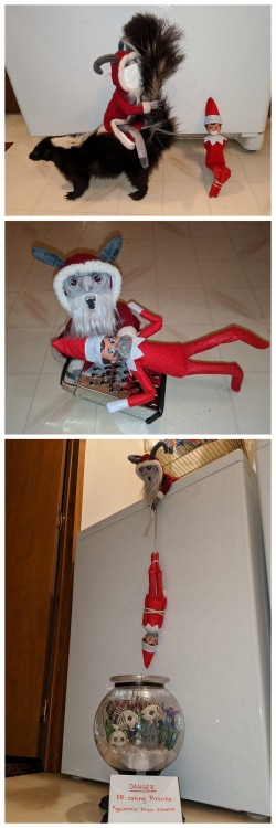 Krampus and Elf on the Shelf IdeasAll these images are from Ashley Pyrrhusyri Prindle on FB. She’s b