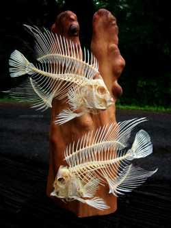 shadyufo:  Pair of Angelfish Skeletons mounted on a Cypress Knee. Fun project! 