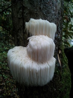 anan-ke:  Hericium erinaceus ph. Kayla