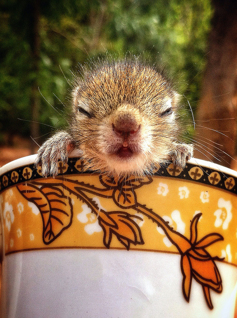 Tea Cup Carriage. Photo by Paul Williams