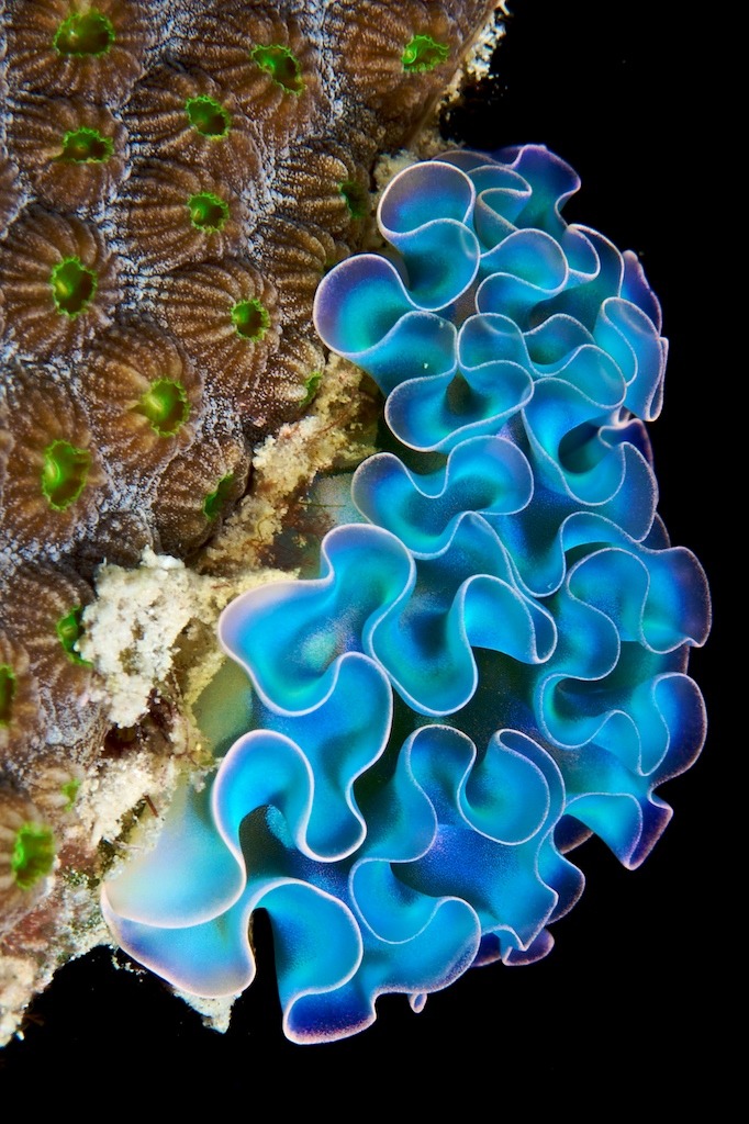 puppybrat22:  sixpenceee:  The Lettuce Sea Slug is an unusual and entertaining addition