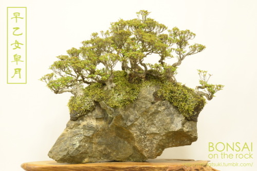 「早乙女」皐月の石付盆栽“SAOTOME” SATSUKI azalea bonsai on a rock2017.7.15 撮影bonsai on the rock| Creema | BASE |