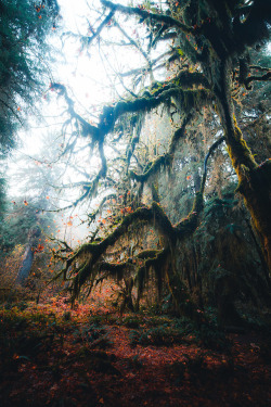 thecraziethewizard: Hoh Rainforest, WA by Jeremiah Probodanu (IG: @thecraziethewizard) 